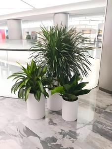 探寻宁波北仑盆景租摆价格，别错过！